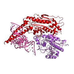 Example Structure of serine-tRNA ligase EC#: 6.1.1.11