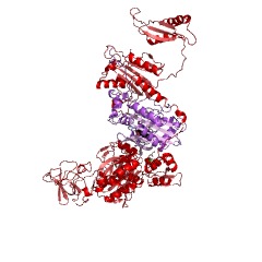 Example Structure of phenylalanine-tRNA ligase EC#: 6.1.1.20