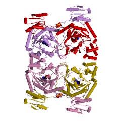 Estrutura de exemplo da histidina-tRNA ligase EC #: 6.1.1.21