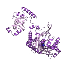 מבנה דוגמא של ליזין-tRNA ליגזה EC #: 6.1.1.6