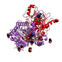 Example Structure of D-alanine-(R)-lactate ligase EC#: 6.1.2.1