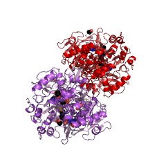 Example Structure of acetate-CoA ligase EC#: 6.2.1.1