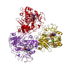 Example Structure of medium-chain acyl-CoA ligase EC#: 6.2.1.2