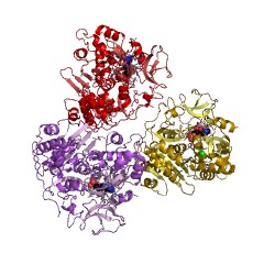 Contoh Struktur asil-CoA ligase rantai menengah EC #: 6.2.1.2