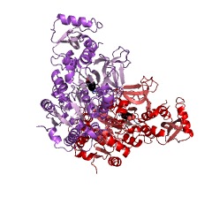 Example Structure of benzoate-CoA ligase EC#: 6.2.1.25