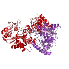 Example Structure of succinate-CoA ligase (GDP-forming) EC#: 6.2.1.4