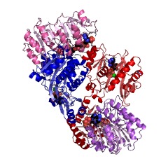 Example Structure of succinate-CoA ligase (ADP-forming) EC#: 6.2.1.5