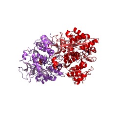 Example Structure of oxalate-CoA ligase EC#: 6.2.1.8