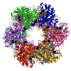 Example Structure of glutamine synthetase EC#: 6.3.1.2