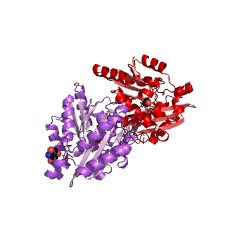 Example Structure of pantoate-beta-alanine ligase (AMP-forming) EC#: 6.3.2.1