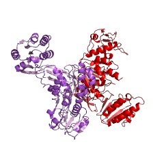 Example Structure of UDP-N-acetylmuramoyl-tripeptide-D-alanyl-D-alanine ligase EC#: 6.3.2.10