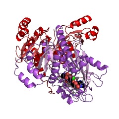 Example Structure of D-Alanine-D-alanine ligase EC#: 6.3.2.4