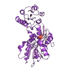 Example Structure of UDP-N-acetylmuramoyl-L-alanine-D-glutamate ligase EC#: 6.3.2.9