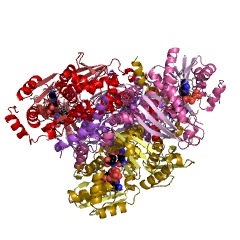 Example Structure of argininosuccinate synthase EC#: 6.3.4.5