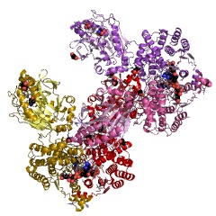 Example Structure of NAD+ synthase (glutamine-hydrolysing) EC#: 6.3.5.1