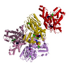 Beispiel Struktur der Asparaginsynthase (Glutaminhydrolyse) EC #: 6.3.5.4