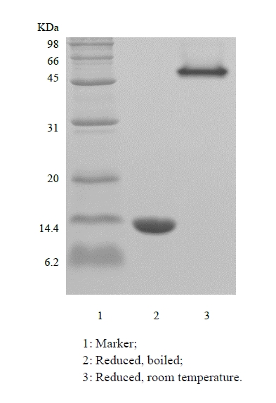 SDS-PAGE de la streptavidine recombinante