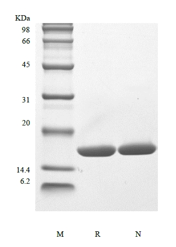 重组人白介素 1 α 的 SDS-PAGE