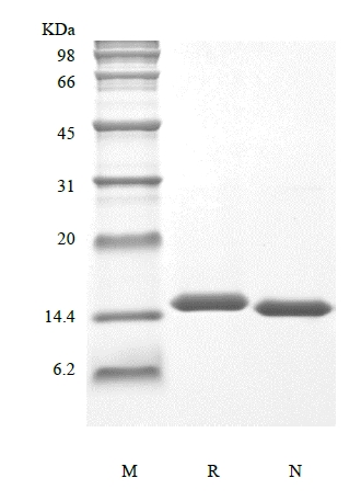 重組人白細胞介素2的SDS-PAGE