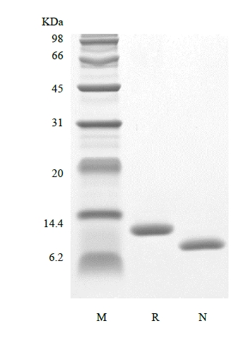 SDS-PAGE של Recombinant Human Interleukin-15