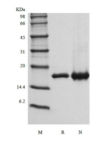 SDS-PAGE de interleucina 36 alfa humana recombinante, 158a.a.