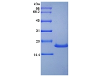 SDS-PAGE du facteur de cellules souches humaines recombinant