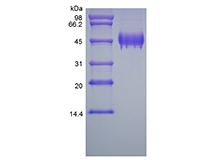 組換えヒト色素上皮由来因子のSDS-PAGE