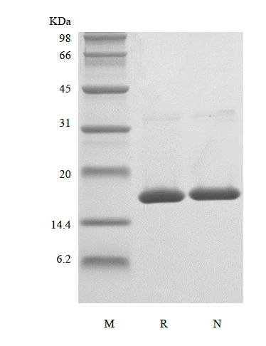 SDS-PAGE du facteur de nécrose tumorale humaine recombinant-alpha/TNFSF2