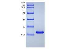 SDS-PAGE de Fator de Necrose de Tumor Humano Recombinante-alfa / TNFSF2, Variante