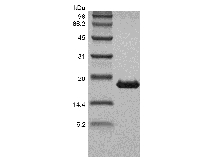 重組人腫瘤壞死因子-β/TNFSF1 的 SDS-PAGE