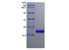 SDS-PAGE del factor activador de células B humanas recombinantes / TNFSF13B