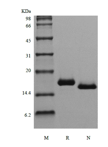 SDS-PAGE рекомбинантного лиганда тирозинкиназы 3 человека, родственного Fms