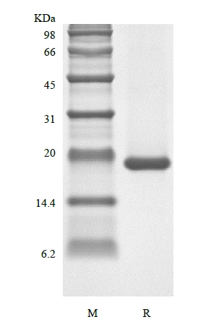 SDS-PAGE de fator inibidor de leucemia humana recombinante