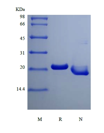 SDS-PAGE, Rekombinant İnsan Oncostatin-M, 195a.a.