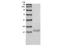 SDS-PAGE de indutor fraco de receptor de apoptose relacionado a TNF humano recombinante / TNFRSF12A