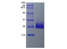 SDS-PAGE من الإنسان المؤتلف 4-1BB Ligand/TNFSF9