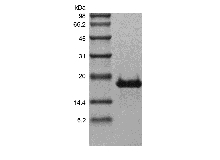 Recombinant Human Transmembrane Activator اور CAML انٹریکٹر/TNFRSF13B کا SDS-PAGE