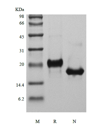 重组人可溶性 Fas 受体/TNFRSF6 的 SDS-PAGE