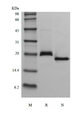 SDS-PAGE del activador del receptor soluble humano recombinante del receptor del factor nuclear kappa-B / TNFRSF11A