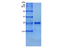 SDS-PAGE de la molécula 1 / TNFSF15 relacionada con el ligando de TNF humano recombinante