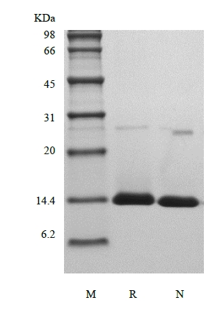 重组人激活诱导的 TNFR 成员配体/TNFSF18 的 SDS-PAGE