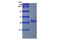 SDS-PAGE de receptor de fator de necrose tumoral solúvel humano recombinante tipo II / TNFRSF1B