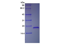 SDS-PAGE du facteur de croissance des fibroblastes acides humains recombinants