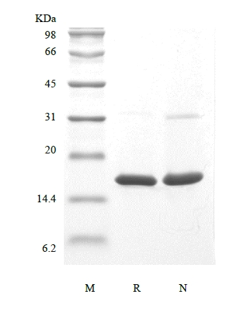 Rekombinant İnsan Temel Fibroblast Büyüme Faktörünün SDS-PAGE'si