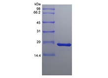 組換えヒト線維芽細胞成長因子4のSDS-PAGE