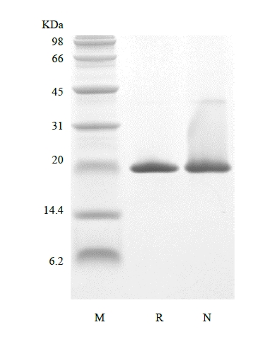 SDS-PAGE del factor de crecimiento de queratinocitos humanos recombinante 2 / FGF-10