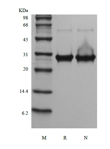 SDS-PAGE del fattore di crescita dei fibroblasti umani ricombinanti 13