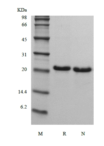 SDS-PAGE של Recombinant Human Fibroblast Growth Factor 21