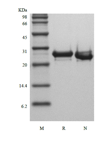 重組人成纖維細胞生長因子 23 的 SDS-PAGE