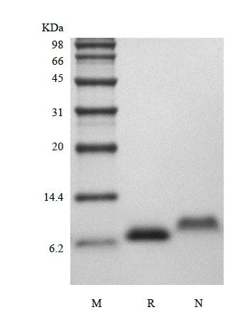 SDS-PAGE dari Faktor Pertumbuhan Seperti Insulin Manusia Rekombinan-1